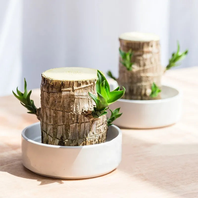 Luftrensende Plante Med Rolig Udtryk Og Daglig Stressreduktion