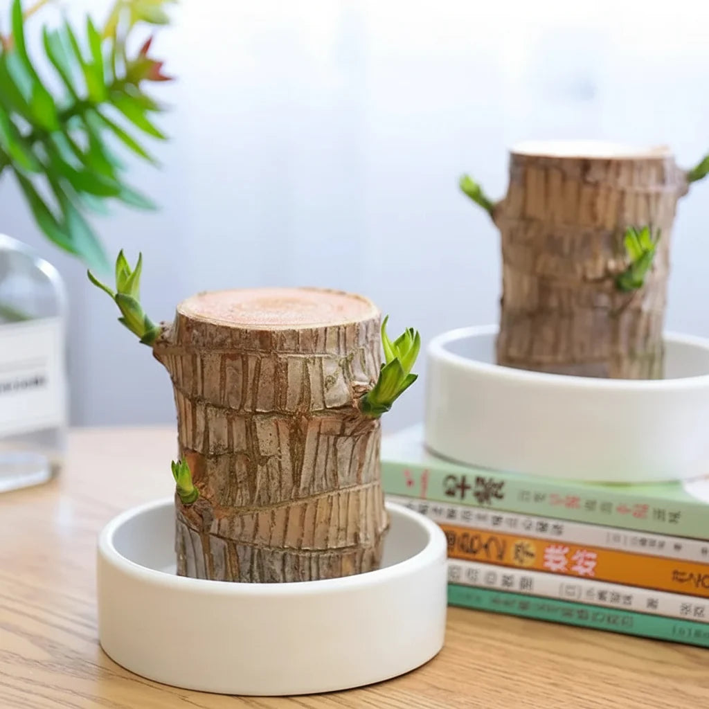 Luftrensende Plante Med Rolig Udtryk Og Daglig Stressreduktion