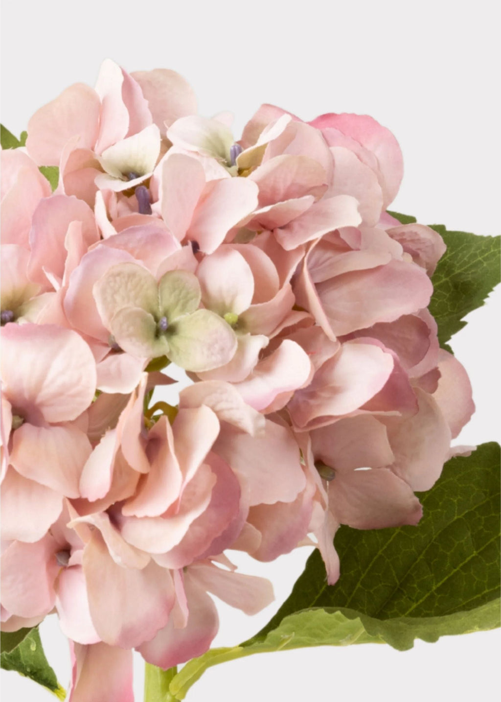 Kunsthortensier Der Giver Fyldig Romantisk Blomstring Hele Året Uden Vedligeholdelse