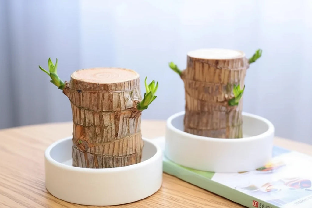 Luftrensende Plante Med Rolig Udtryk Og Daglig Stressreduktion