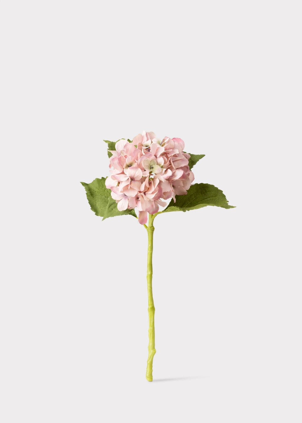 Kunsthortensier Der Giver Fyldig Romantisk Blomstring Hele Året Uden Vedligeholdelse